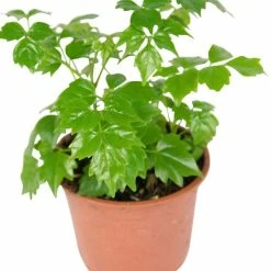 13cm Hedera helix 'Gold Child' | Ivy Plant | 9cm Pot