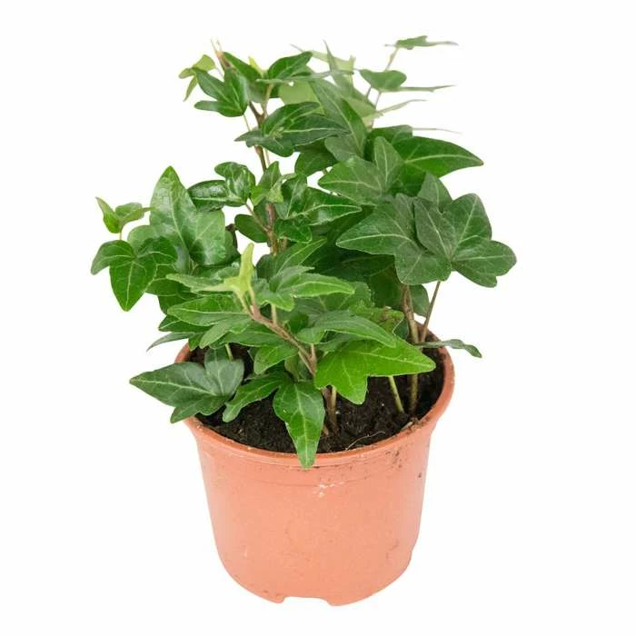 13cm Hedera helix 'Shamrock' | Ivy Plant | 9cm Pot - Image 3