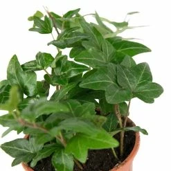 13cm Hedera helix 'Shamrock' | Ivy Plant | 9cm Pot