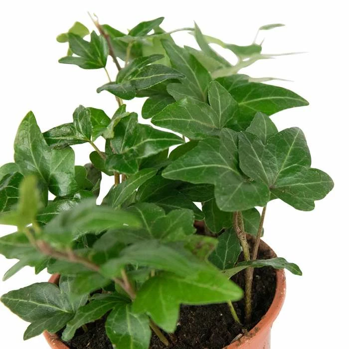 13cm Hedera helix 'Shamrock' | Ivy Plant | 9cm Pot