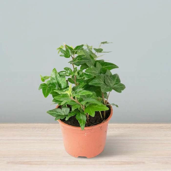 13cm Hedera helix 'Shamrock' | Ivy Plant | 9cm Pot - Image 2