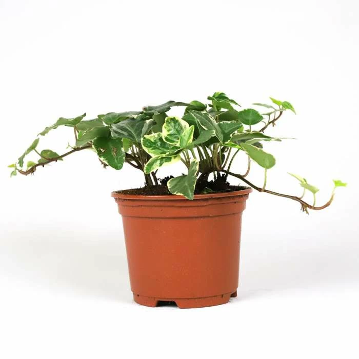 13cm Hedera helix 'Tamara' | Ivy Plant | 9cm Pot - Image 3