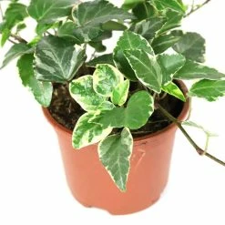 13cm Hedera helix 'Tamara' | Ivy Plant | 9cm Pot