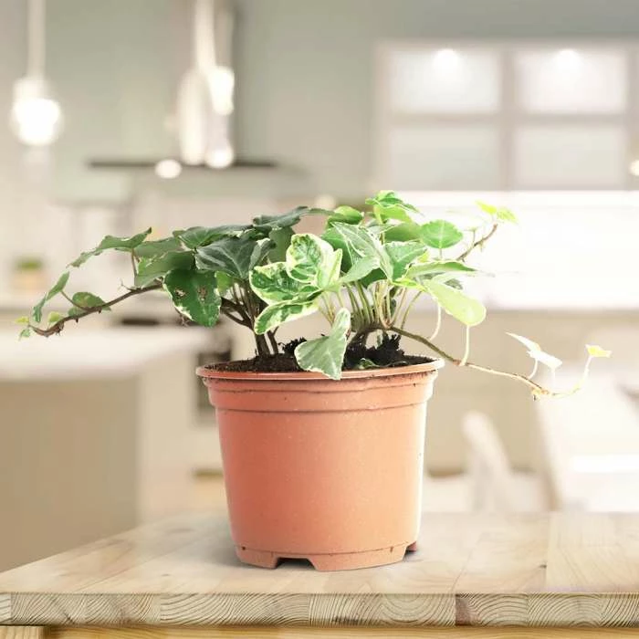 13cm Hedera helix 'Tamara' | Ivy Plant | 9cm Pot - Image 2