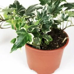 13cm Hedera helix 'White Ripple' | Ivy Plant | 9cm Pot
