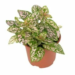 15cm Pink Hypoestes | Pink Polka Dot Plant | 9cm Pot