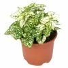 15cm White Hypoestes | White Polka Dot Plant| 9cm Pot