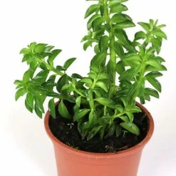 14cm Peperomia ferreyrae 'Nevada' | 9cm Pot