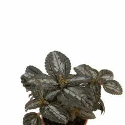 9cm Pilea 'Norfolk' | Friendship Plant | 9cm Pot