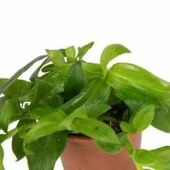 6cm Tradescantia fluminensis 'Albovittata' | Giant White Inch Plant | 9cm