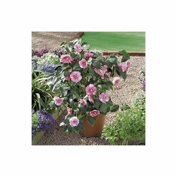 0.6-1.6ft Camellia 'Triumphans' | 9cm Pot | Camellia japonica - Image 3