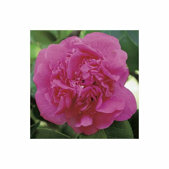 0.6-1.6ft Camellia 'Triumphans' | 9cm Pot | Camellia japonica