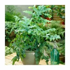 Cyrtomium Falcatum | Japanese Holly Fern