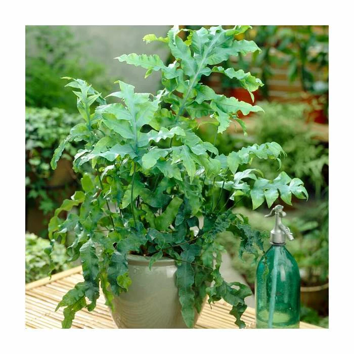 Cyrtomium Falcatum | Japanese Holly Fern