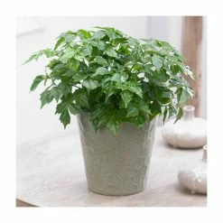 15cm Radermachera sinica | China Doll Tree | 9cm Pot