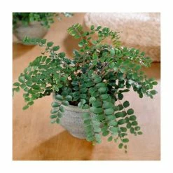 Pallaea Rotundifolia | Button Fern